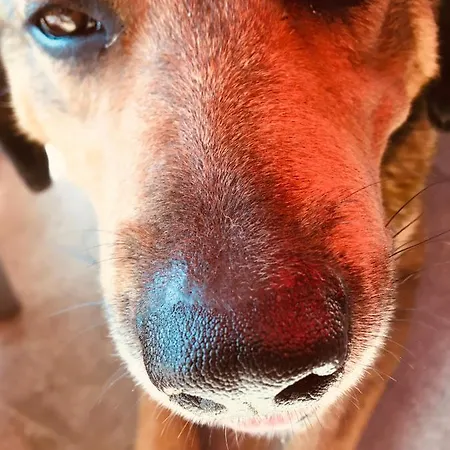 Quinta Abelha بيت للعطل *