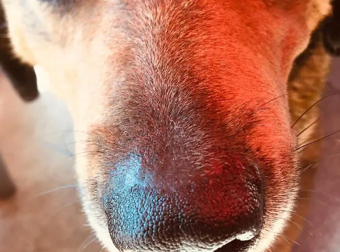 Quinta Abelha 別荘 *